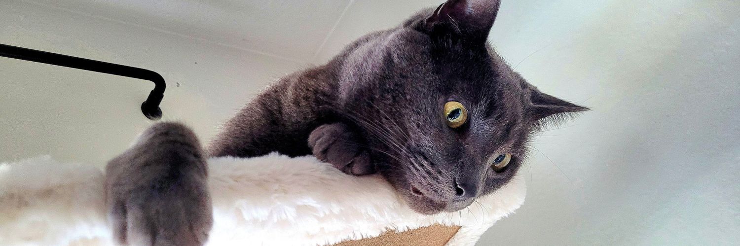 🇺🇸🇩🇪 Will 🏳️‍🌈🔞 banner