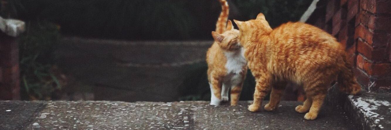 ddookddagi_'s profile banner image