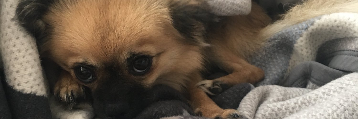 LindyBear79's profile banner image