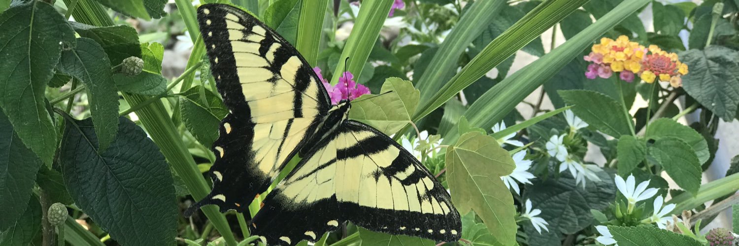 Hollin Meadows Garden banner