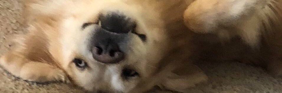 The Adventures of Beau & Dusty banner