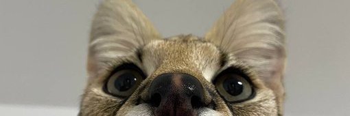 benji banner