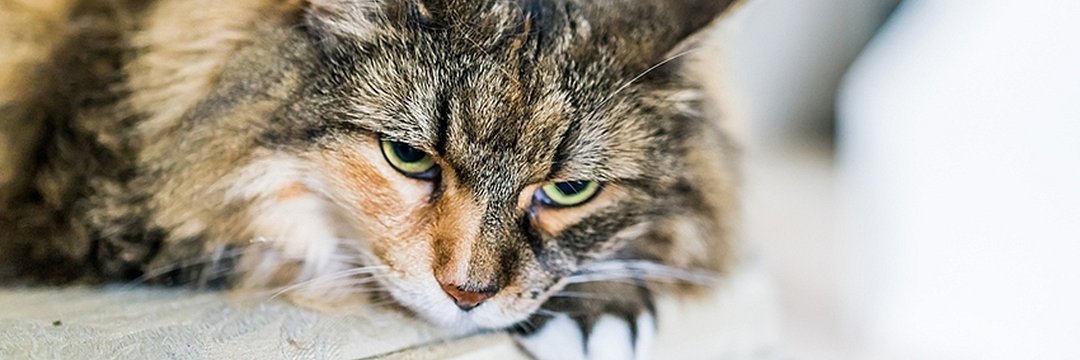 CatsGroupie's profile banner image
