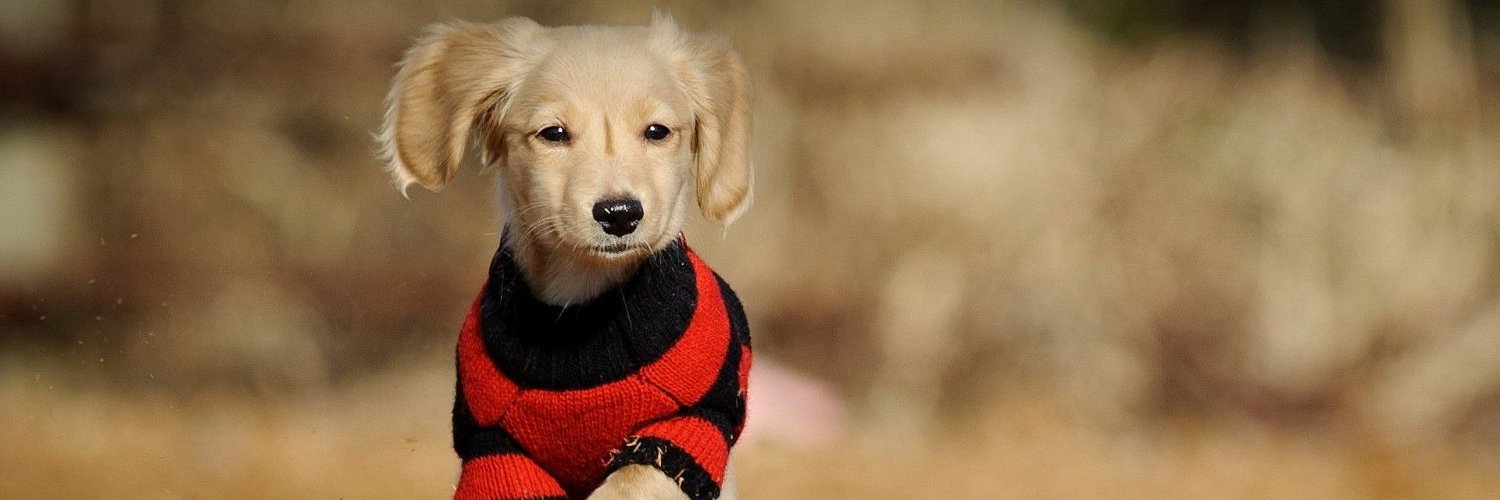 DogsGroupie's profile banner image