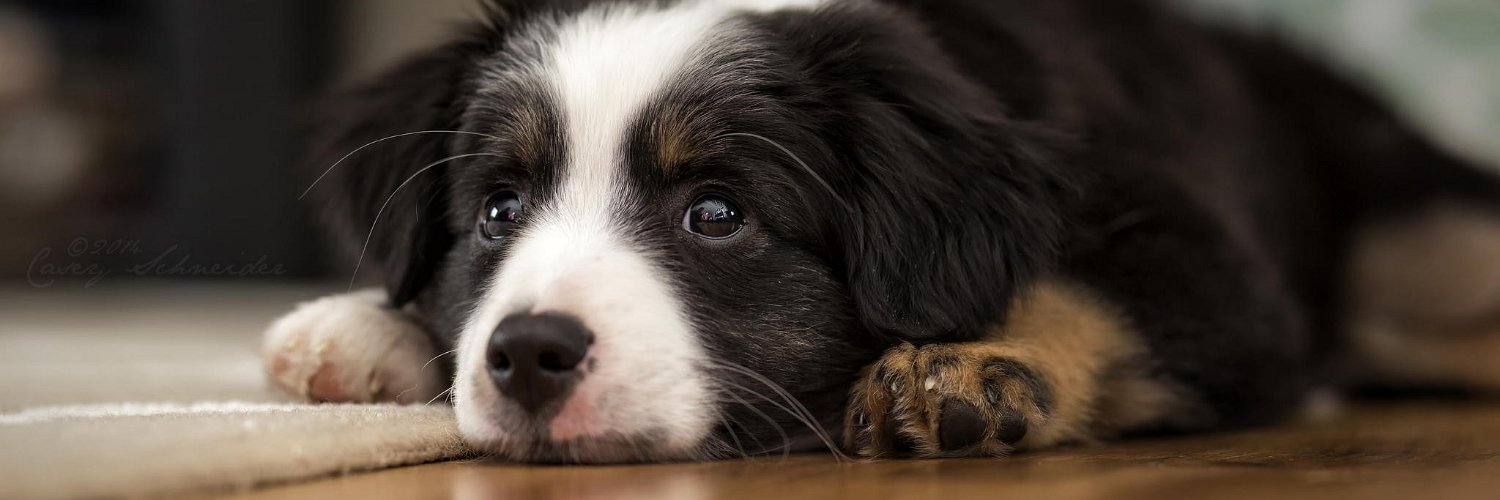 DogsDynamite's profile banner image