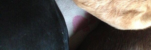 SaboRomo Profile Banner