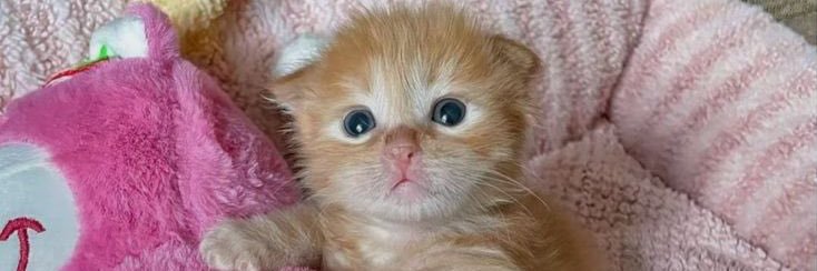 mimi ≽^ ɞ̴̶̷ ·̫ ɞ̴̶̷ ^≼ banner