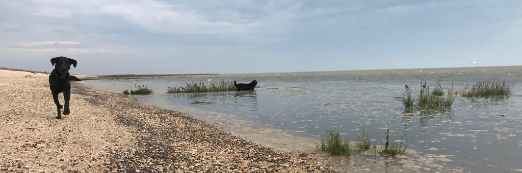 Annabel Smith banner