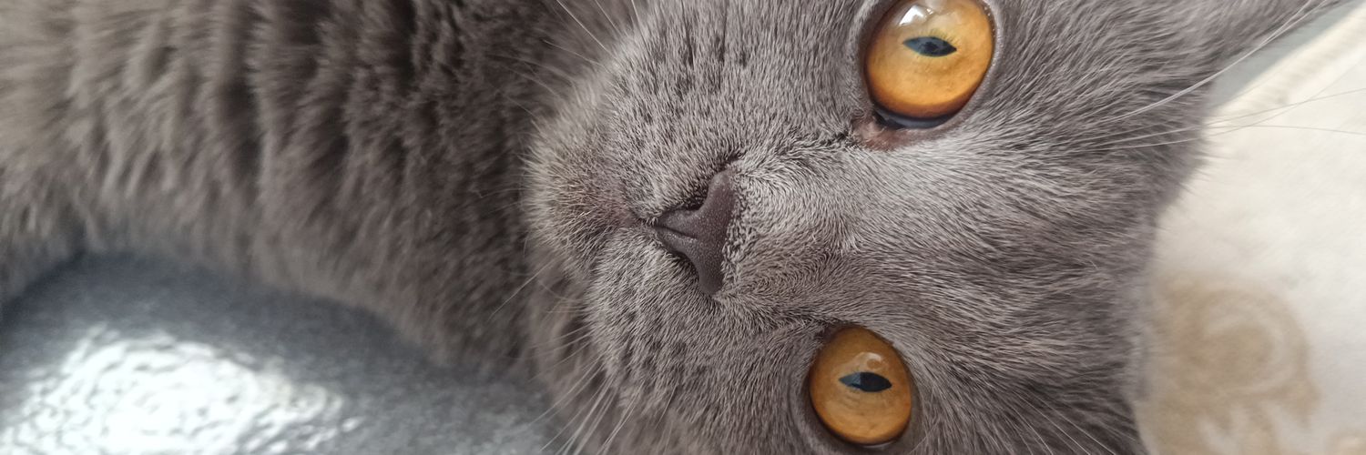 ssummerrwwinee's profile banner image