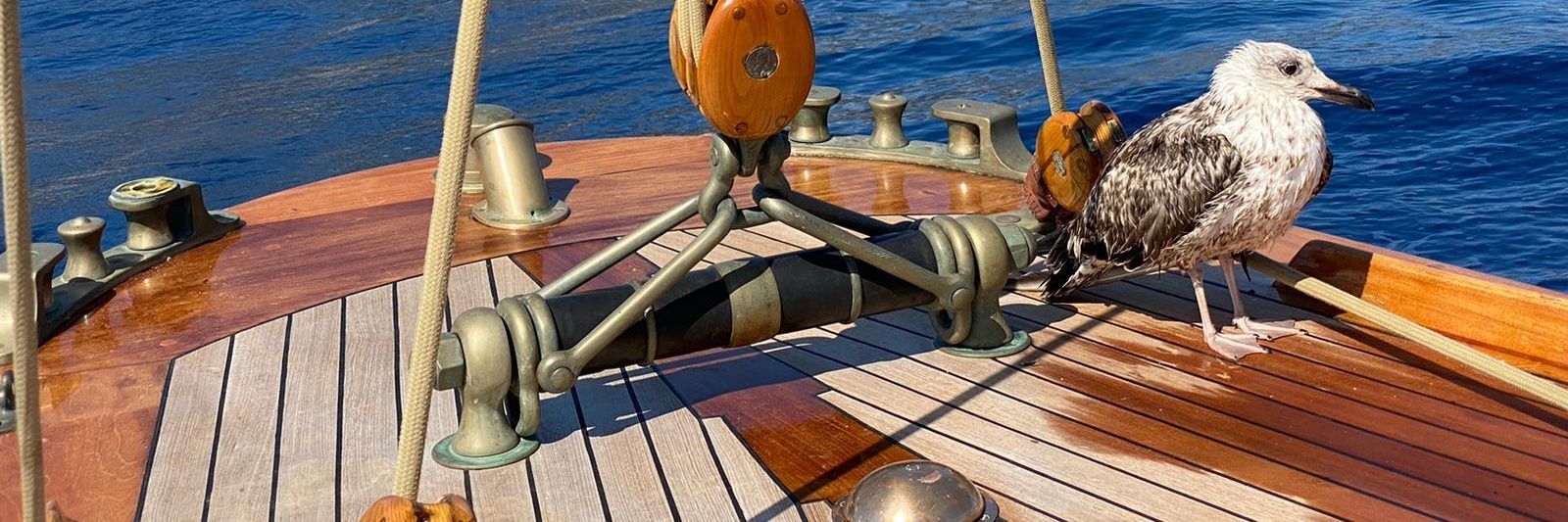 Monacochick @martinemmonaco banner