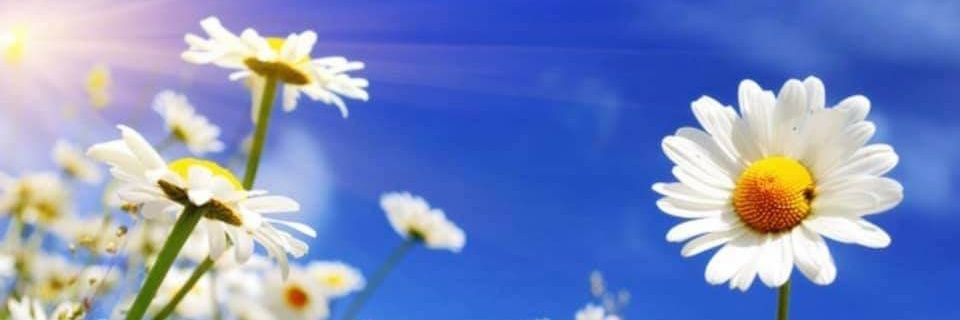 Christy banner
