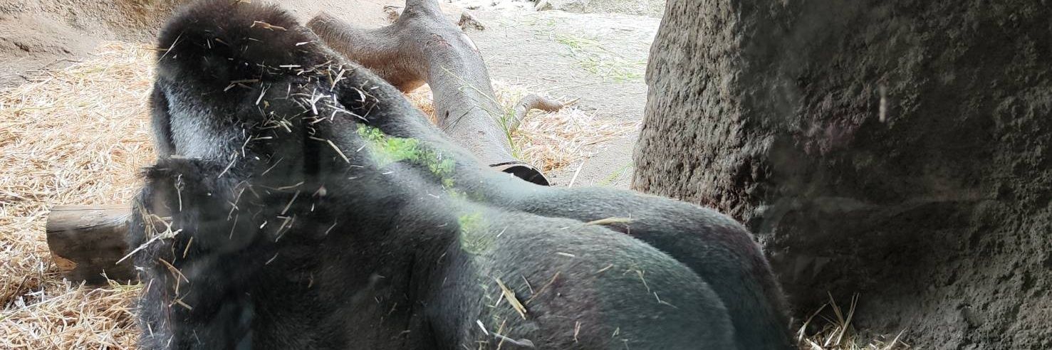 gorilla_TK's profile banner image