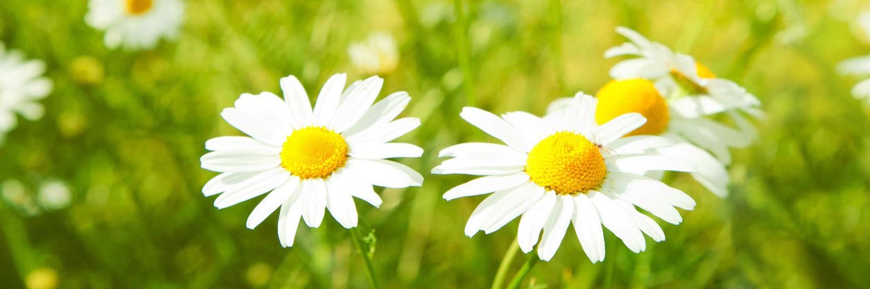 Flower2Ms's profile banner image