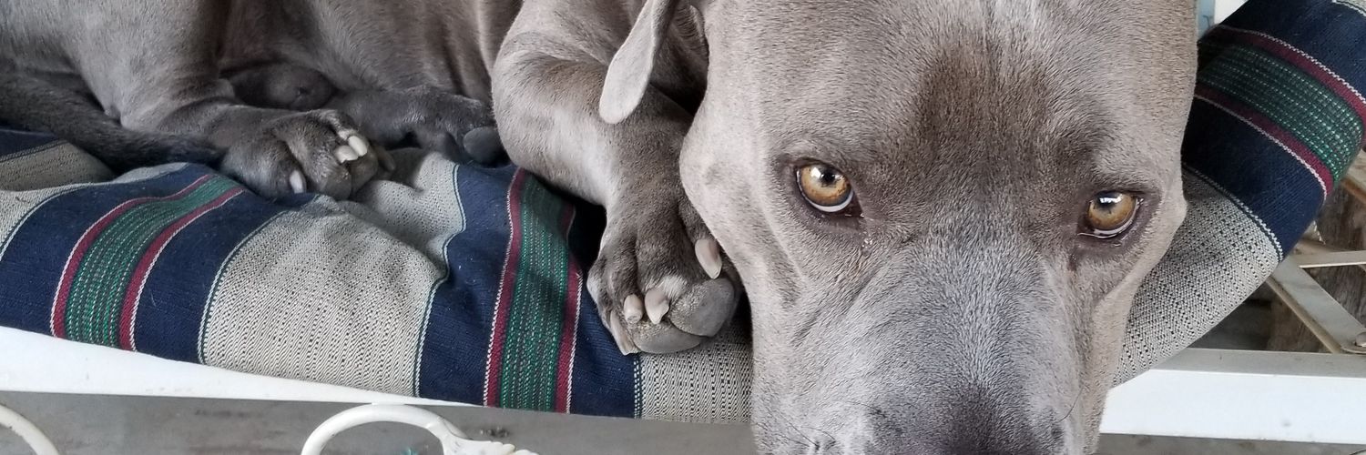 grammybug's profile banner image
