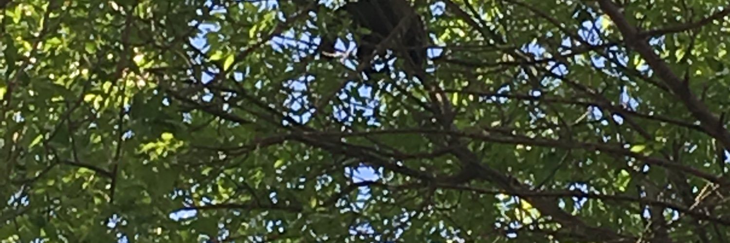 Kendall Maxwell banner