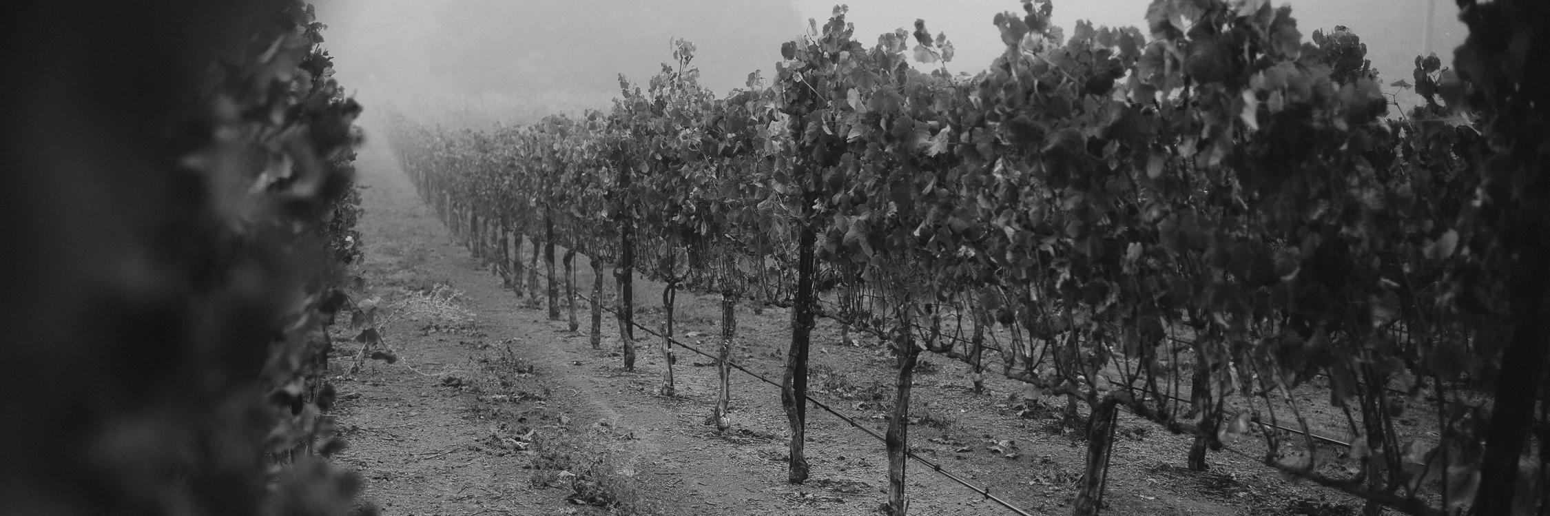 Banshee Wines banner