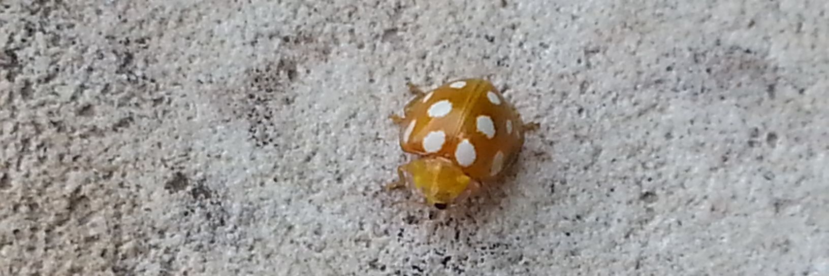 Barbara Camici banner