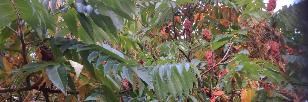 canadiansumac banner