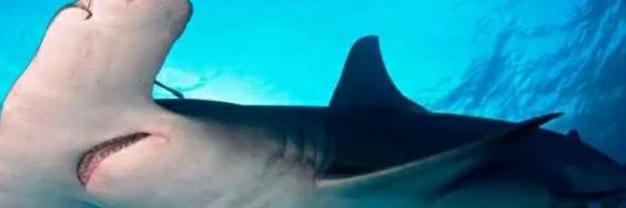 APapanopulos's profile banner image