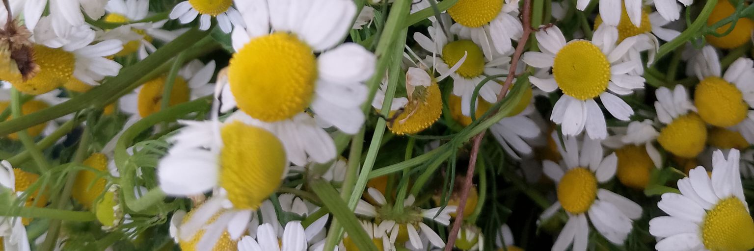 TREEINTAA_NF's profile banner image