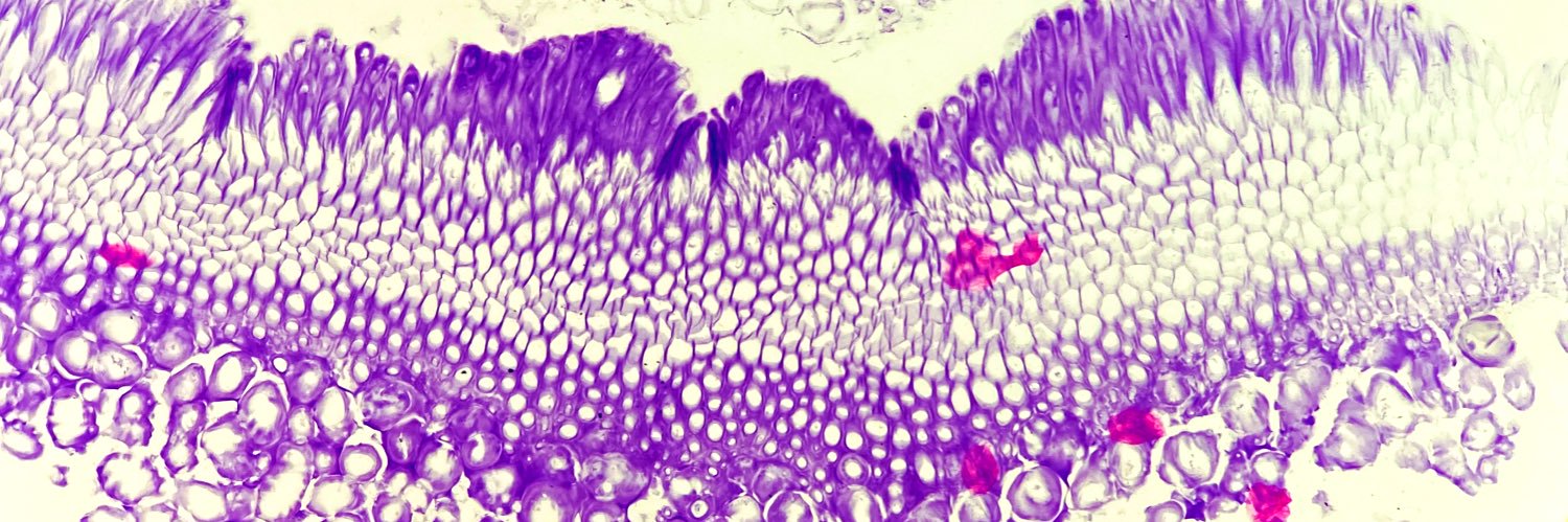 HumanGut's profile banner image