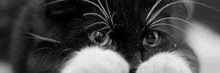 DaniloMeneses_'s profile banner image