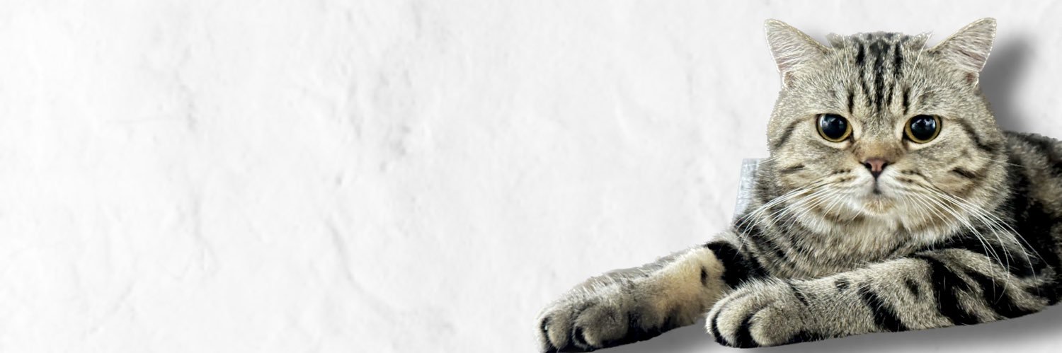 bondochad's profile banner image