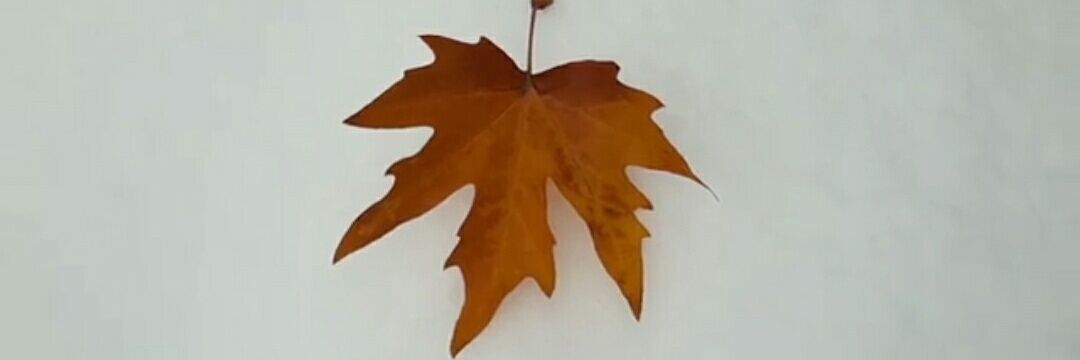 Chinar_IYI's profile banner image