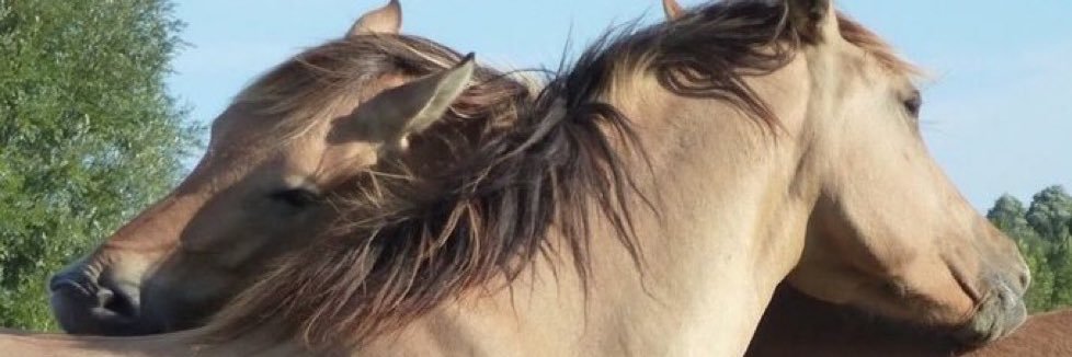 dominicdotson_'s profile banner image