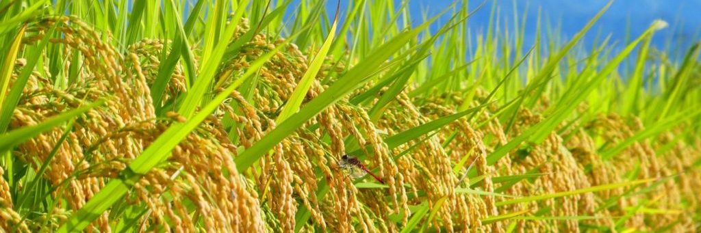 田んぼ🌾凶 banner