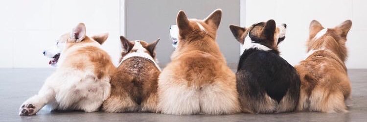 Dogfriendly15's profile banner image