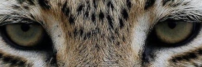 DODO banner