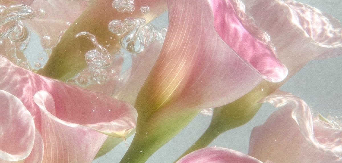 anneotani's profile banner image