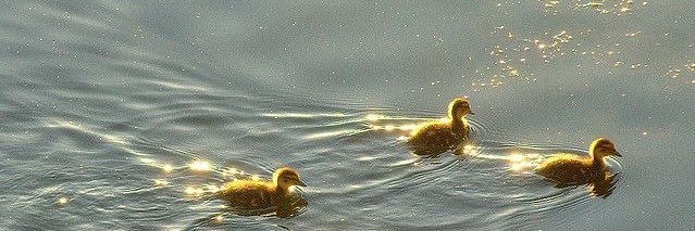 j 🧸🌻🍀 banner