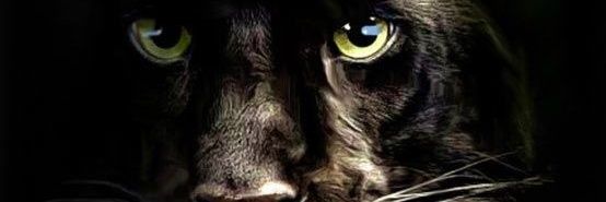DavidKravetz's profile banner image