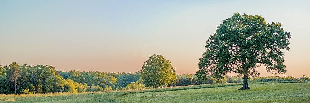 Summerfield Farms banner