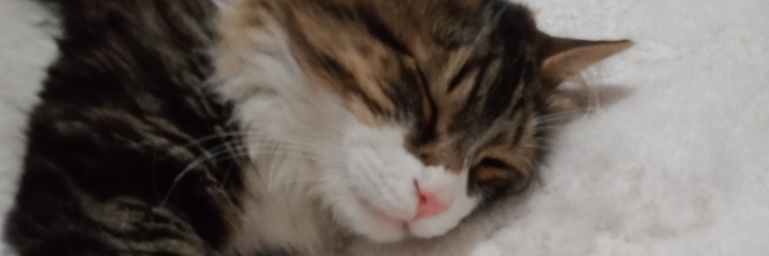 karacacilemm's profile banner image
