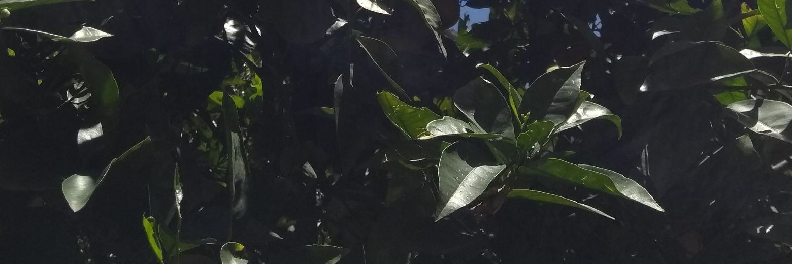 ieonardo__'s profile banner image