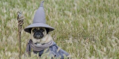 SweetestPickle's profile banner image