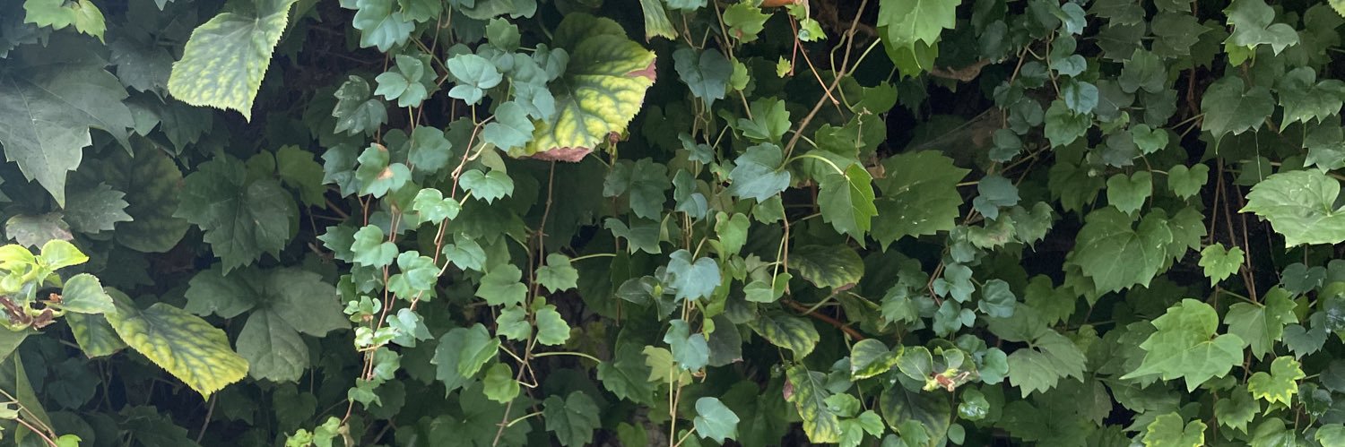 green_eminem483's profile banner image