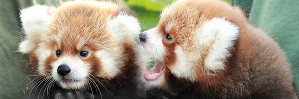 VoxelFur Profile Banner