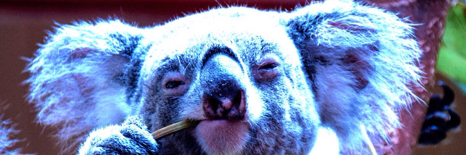 Decisive Koala Profile Banner
