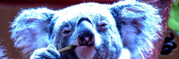 DecisiveKoala Profile Banner