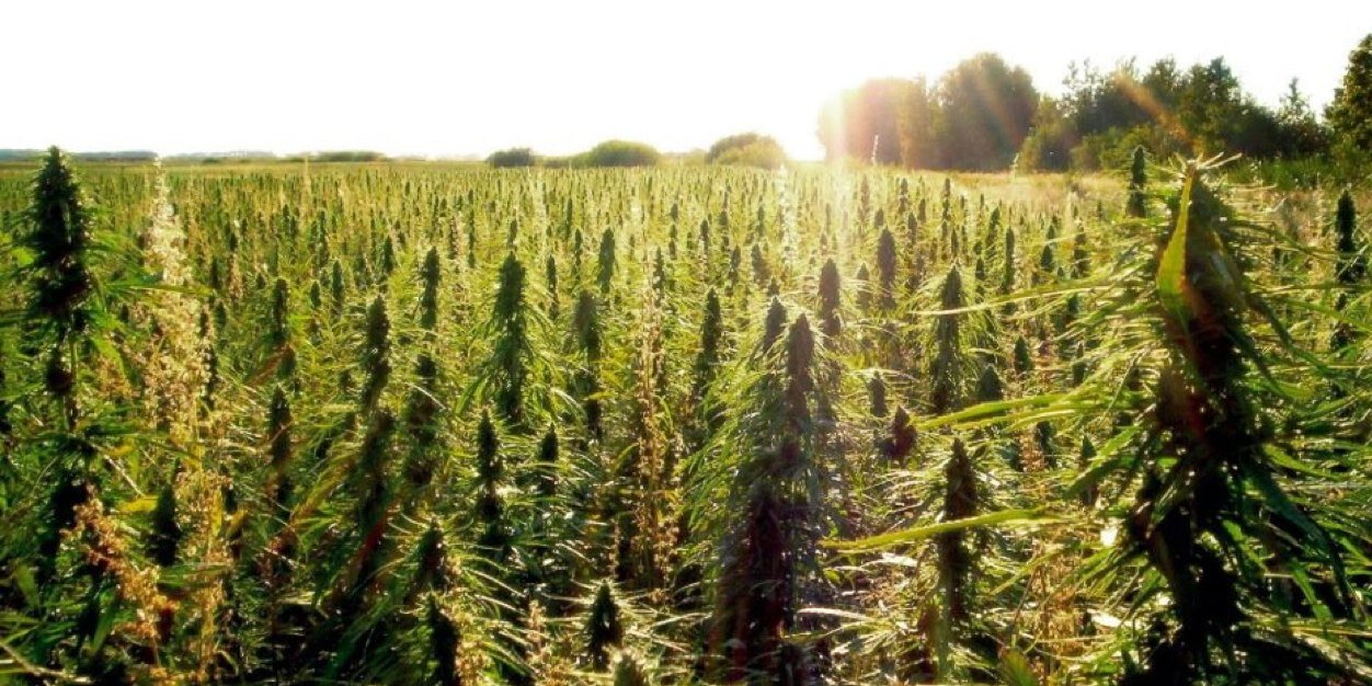 420_BlazeUp's profile banner image