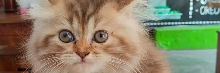adele_dini's profile banner image