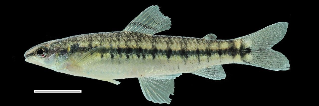 Henry Agudelo banner