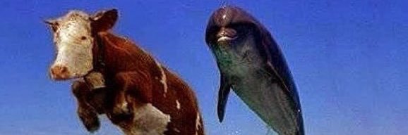 dielitfan's profile banner image