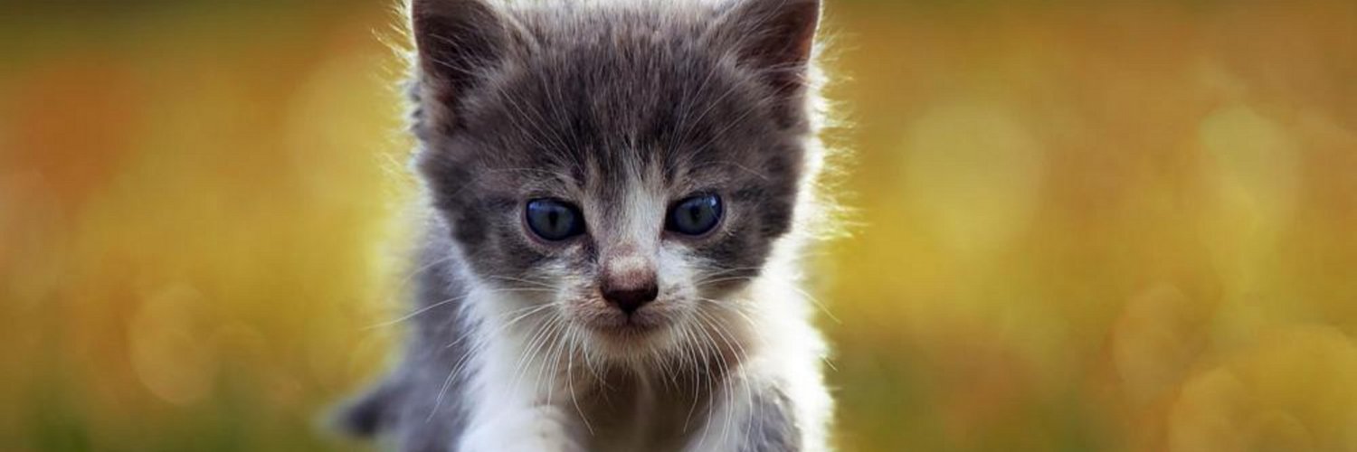 CatsAww's profile banner image