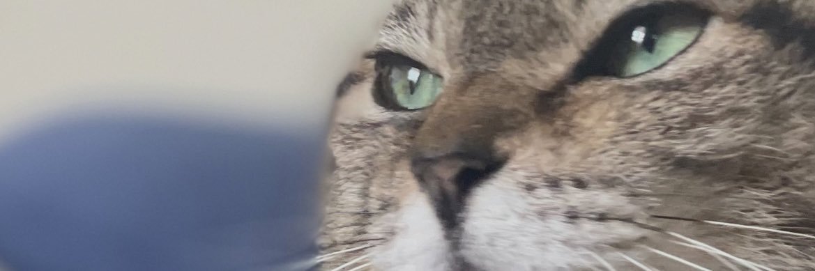 sereneko666's profile banner image