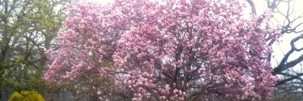 drbobmag Profile Banner